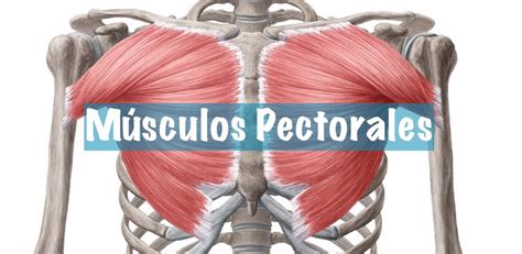 Musculos Pectorales