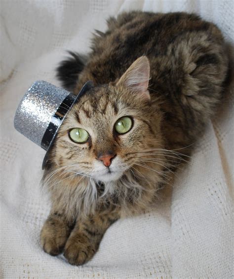 So, once your cat is two human years old, every human year can be counted as roughly four human years. 20 Adorable Pictures of Cats In Hats