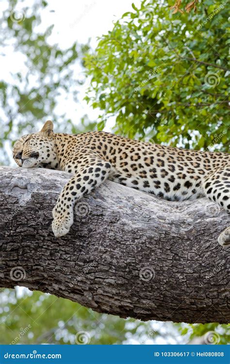 Leopard Relaxed Lying On Tree Sleeping Leopard In Botswana Africa