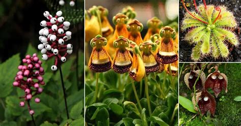 17 Striking Plants That Look Like Aliens Balcony Garden Web