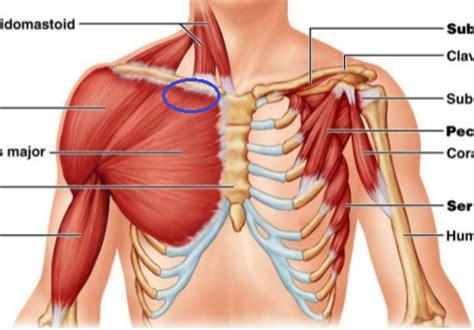 Tight muscles are not only frustrating and painful, but can also limit movement. Bench Press: Pain Around Clavicle/Upper Chest Close to ...