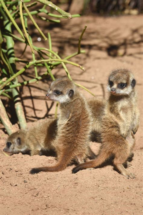 Taronga Welcomes Its Largest Ever Meerkat Litter Zooborns