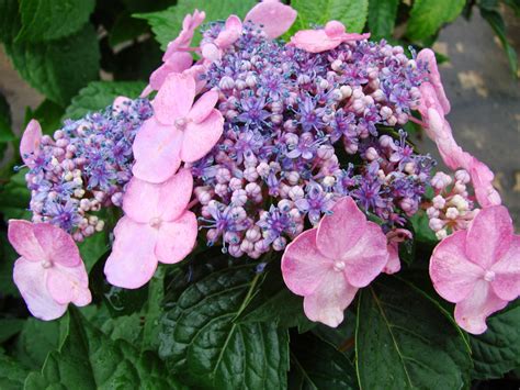 Savor the rich colors of this little gem, with. Hydrangeas, or Hortenses | Jardinagem, Flores