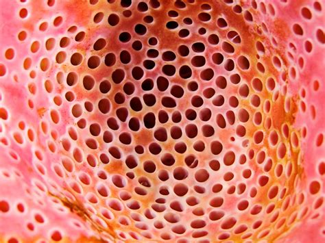 Scientists Discover Why You Really Have Trypophobia Aka The Fear Of