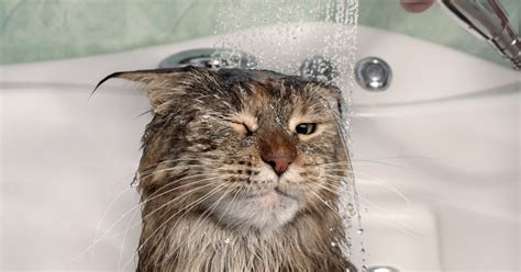 How To Give Your Cat A Bath To Remove Fleas A Step By Step Guide