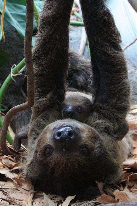 Help Name This Baby Sloth Zooborns