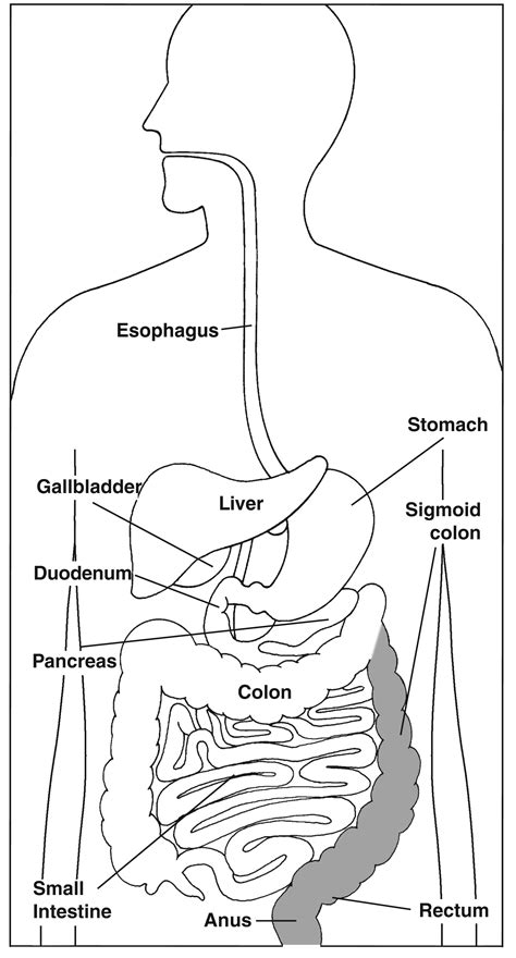 The Digestive System Focusing On The Sigmoid Colon Rectum And Anus