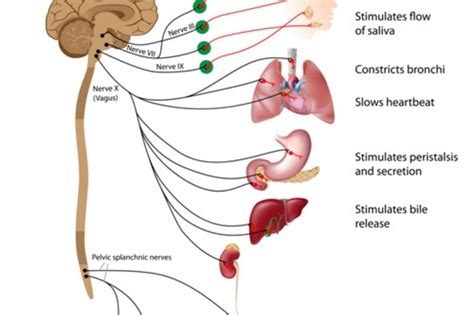 How To Stimulate The Vagus Nerve With Lifestyle Luke Coutinho