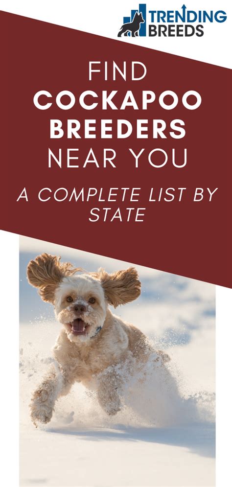 2448 x 3264 jpeg 825 кб. Find Cockapoo Breeders Near You - Complete List By State ...
