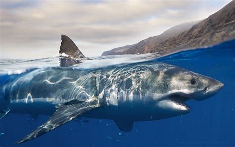 Support us by sharing the content, upvoting wallpapers on the page or sending your own background pictures. great white shark shark Wallpapers HD / Desktop and Mobile ...
