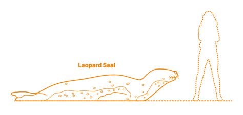 Leopard Seal Hydrurga Leptonyx Dimensions And Drawings