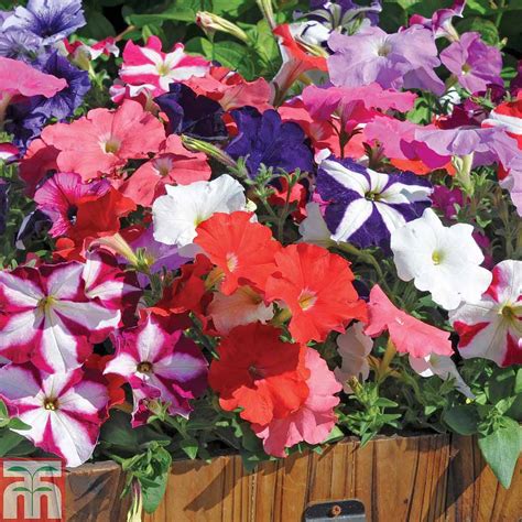 We proudly offer same day plant delivery nyc. Petunia 'Frenzy Mixed' F1 Hybrid plug plants | Thompson ...