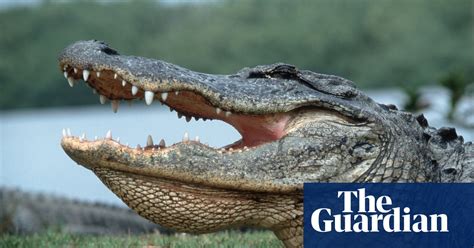 Florida Burglary Suspect Eaten By Alligator After Fleeing Police Us