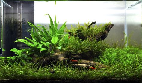Java fern growing on the rock background around one of the overflow boxes and on the sides of the rock cave. Does anyone have pics of a scape using only java moss and ...