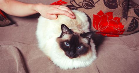 5 Things To Know About Birman Cats