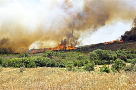 Fuego Enorme Del Arbusto En El Westcoast En Portugal Imagen De Archivo Imagen De Calor Campos