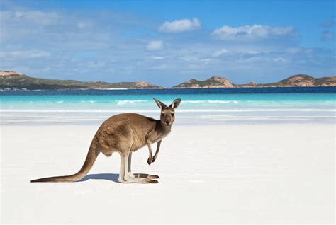 Guide To Kangaroo Island Tourism Australia Gambaran