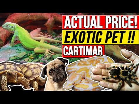 The journal of exotic pet medicine provides clinicians with a convenient, comprehensive, must have resource to enhance and elevate their expertise with exotic pet medicine. CARTIMAR PET SHOP UPDATED PRICE LIST ! COMPLETE GUIDE ...