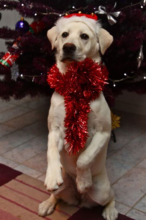 See more ideas about christmas puppy, puppies, christmas dog. Dogs Who Are Clearly Ready for Christmas (GALLERY)