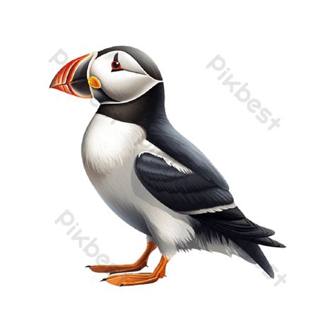 Puffin Bird Png Png Images Psd Free Download Pikbest