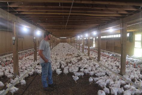 An Organic Chicken Empire Is Growing—in Old Barns Big Poultry Companies