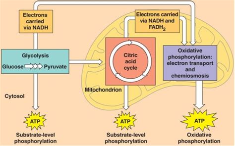 Is glucose required for cellular respiration. Overview of Cellular Respiration