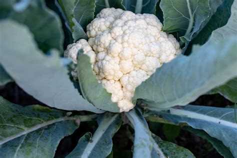Cauliflower: Planting & Care Tips | Kellogg Garden Organics™