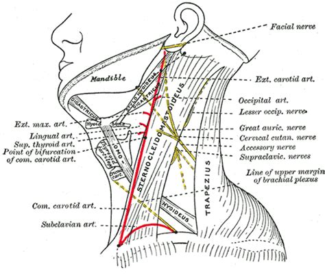 Lesser Occipital Nerve Wikipedia