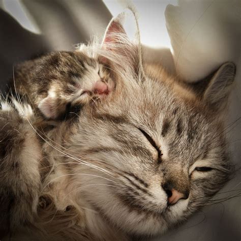 A Collection Of 15 Cute Pictures For Mothers Day Featuring Mother