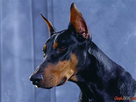 Strong Powerful Muscular Doberman ☻♥♥ Really Cute Puppies And Dogs