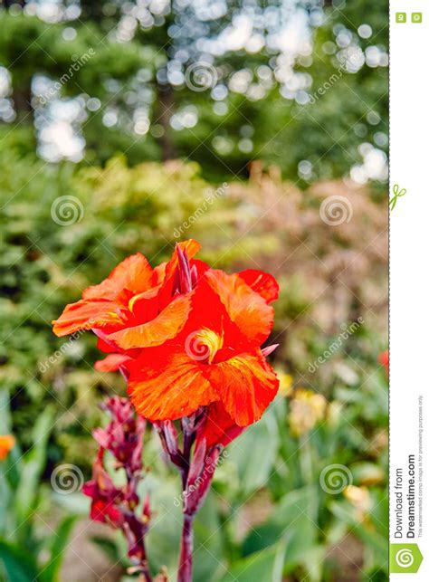 Bright Red Flower Stock Photo Image Of Blooming Blossom 67805854