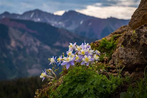 7 ways to experience canada's rockies. 10 Different Types of Columbine Flowers