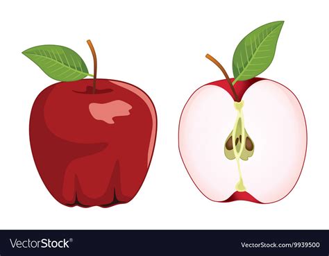 Red Apple Whole And Half Apple Set Royalty Free Vector Image
