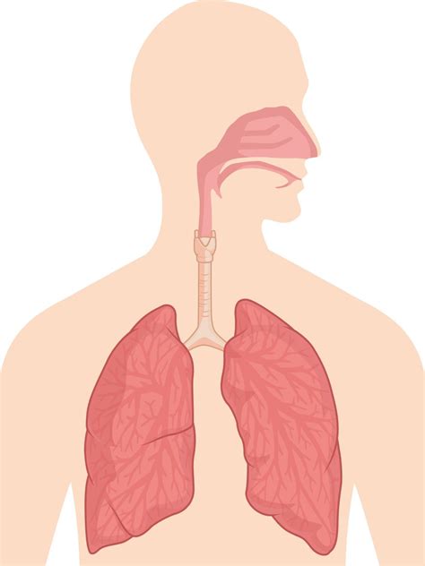 Sistema De Respiración Respiratoria Cuerpo órgano Anatomía Diagrama