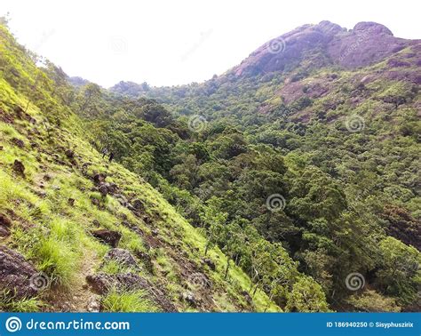 Beautiful Mountain Slope And Dense Forest In Kerala Stock Photo Image