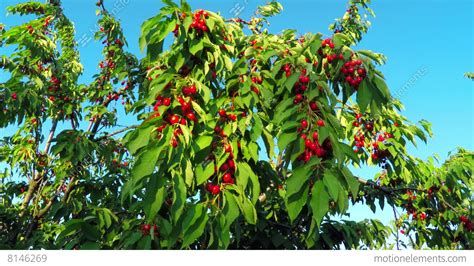 Red Cherry Fruit At Tree Branch Stock Video Footage 8146269