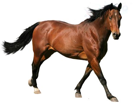 Free Png Horse Brown Horse Free Download