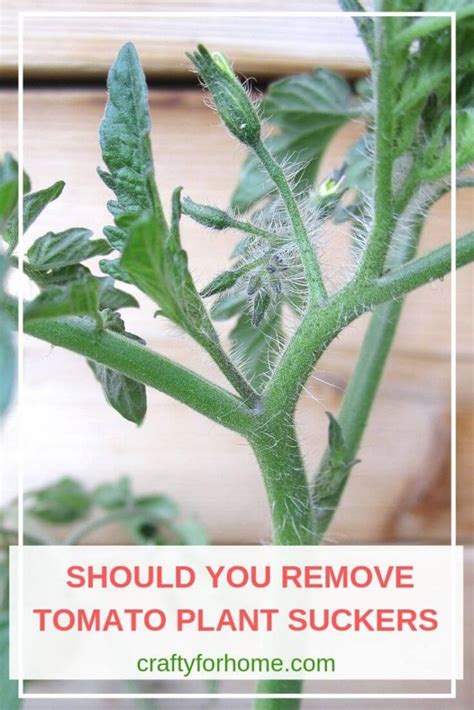 What To Do With Tomato Plant Suckers Crafty For Home