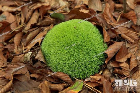 Pincushion Moss The Home Garden