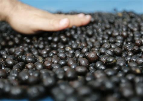 Keadaan kayu yang sudah reput. Black Ivory Coffee, Kopi Mahal dari Sisa Kotoran Gajah ...