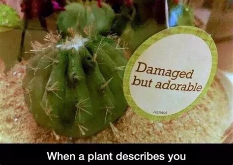 The Best Plant Memes Memedroid