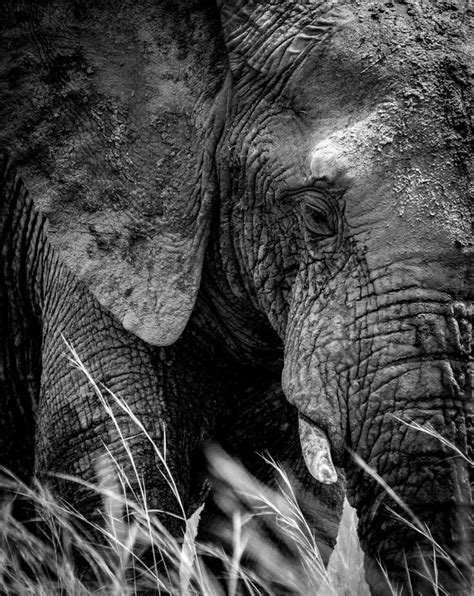Elephant Resting After A Nice Mud Bath Pilanesbergnaturereserve