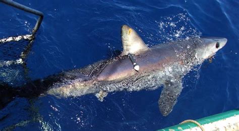 Rare Longfin Mako Sharks Journey Through Keys Waters Key Biscayne