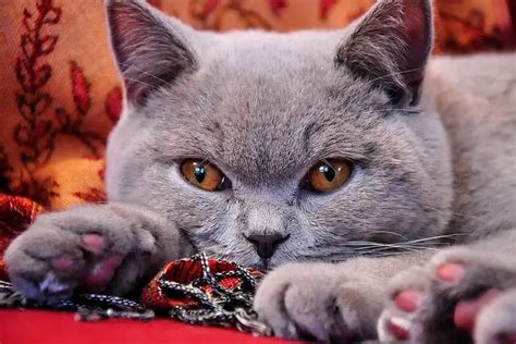 British Shorthair Cat Breed Characteristics And Info World Cat Finder