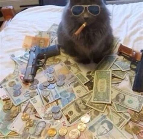 Pin By Socks On Oc《 Yukari Cat Memes Thug Life Cat Money Cat