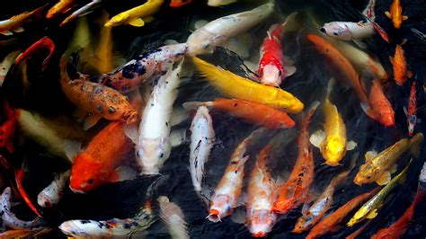 Colorful Carps Koi Fishes Underwater 4k Hd Fish Wallpapers Hd