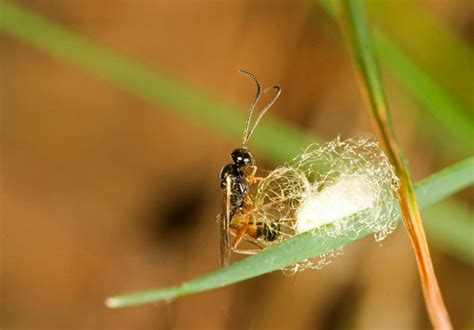 How To Make Photos Of Parasitic Wasps Apogee Photo Magazine