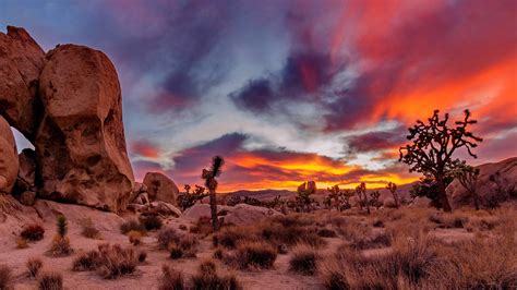 pic of a joshua tree ~ 11 awesome images to describe joshua tree national park in california
