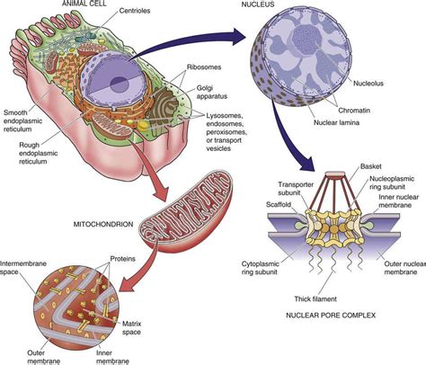 We did not find results for: Cellular Organelles and the Cytoskeleton - Functional ...