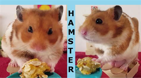 Hamster Eats Peach Cobbler Breakfast With Butternut